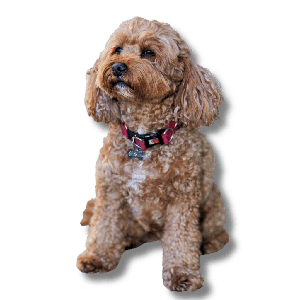 a photo of plan hero plan management dog named buddy